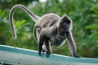 Hulman stribrny - Trachypithecus cristatus - Silvered leaf monkey or Silvery langur o8869